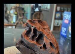 Enlace a La única oportunidad que tendrás de comerte un Rex