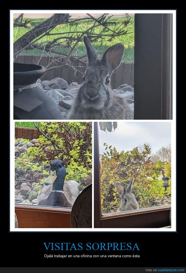 teletrabajo,ventana,conejo,pato,cotilleo