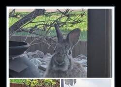 Enlace a Las alegrías que te puede dar esta ventana