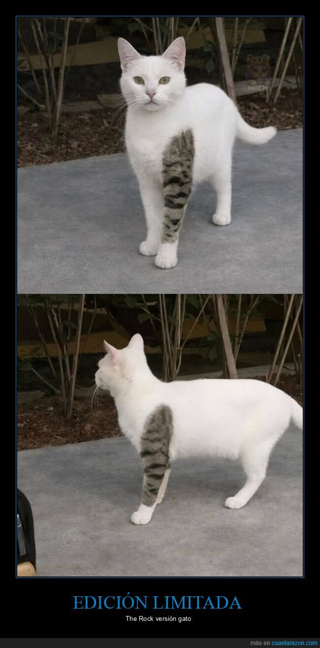 gato,pata,mancha,nombre,rareza