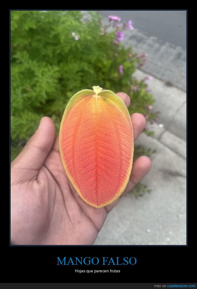 hoja,mango,naturaleza,confusion,broma