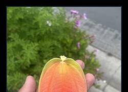 Enlace a Esta hoja parece un mango