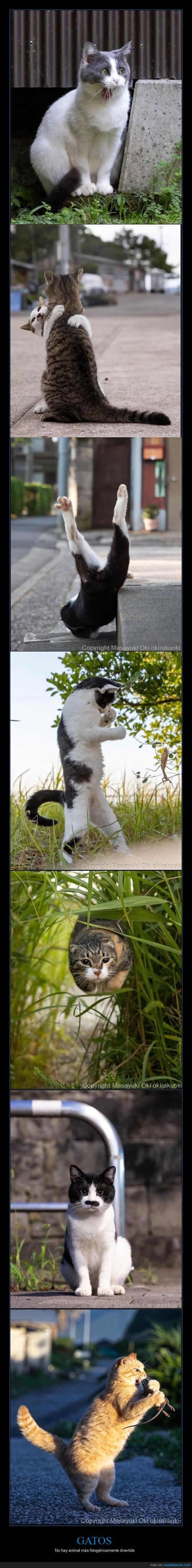 gato,Jap&oacute;n,calle,caos,fotograf&iacute;a