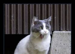 Enlace a Masayuki Oki capturó divertidas escenas de gatos en Japón