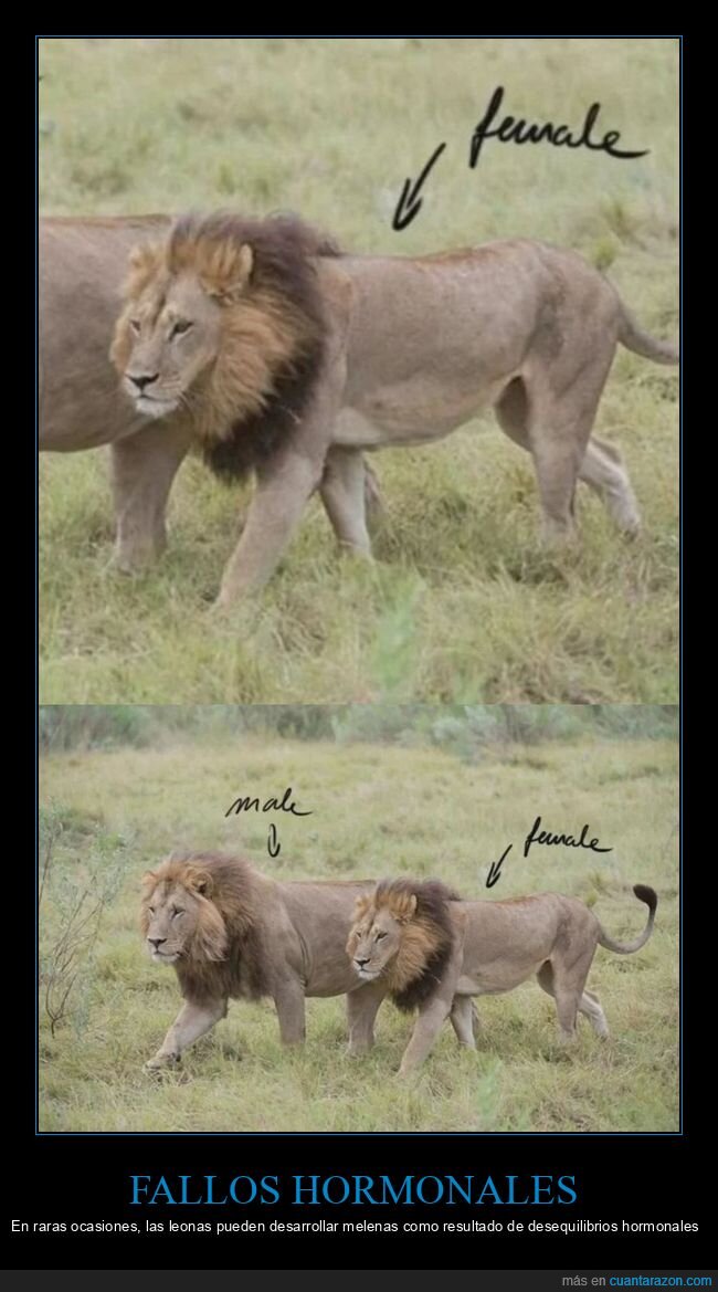 leona,melena,hormonas,naturaleza,confusi&oacute;n