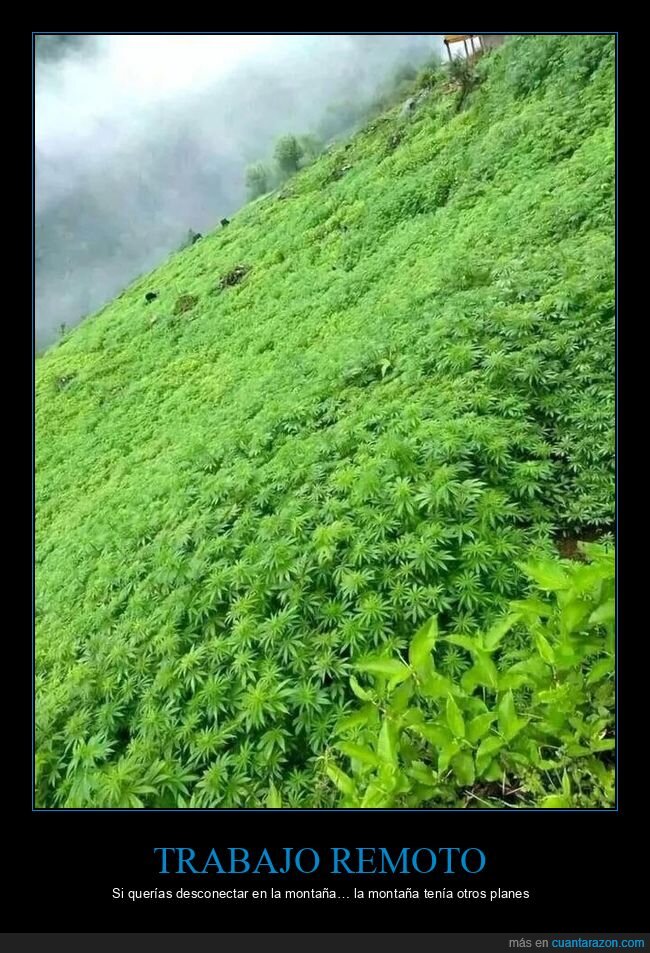 Himalaya,monta&ntilde;a,plantaci&oacute;n,niebla