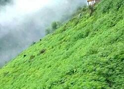 Enlace a María creciendo de forma natural en el Himalaya