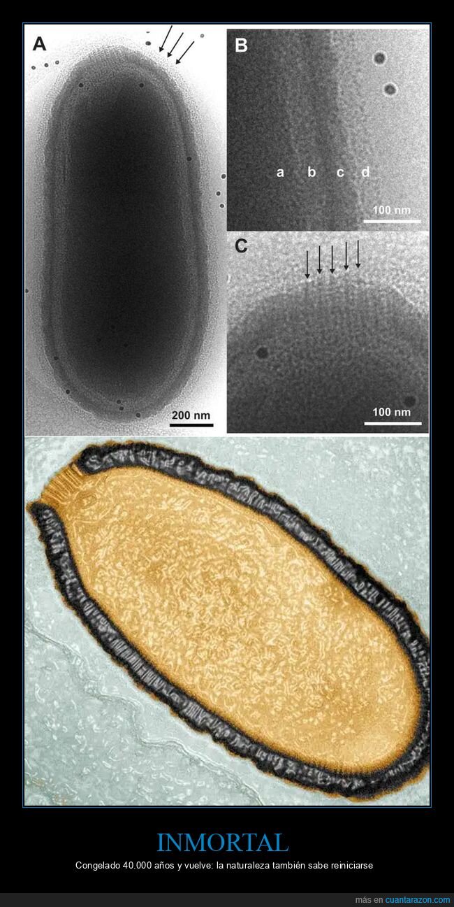 virus,permafrost,Siberia,hielo,ciencia,Pithovirus sibericum