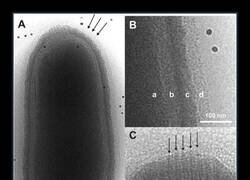 Enlace a Este es el Pithovirus sibericum, virus que quedó congelado en el hielo durante la Edad de Hielo y descubierto otra vez en Siberia en 2014 