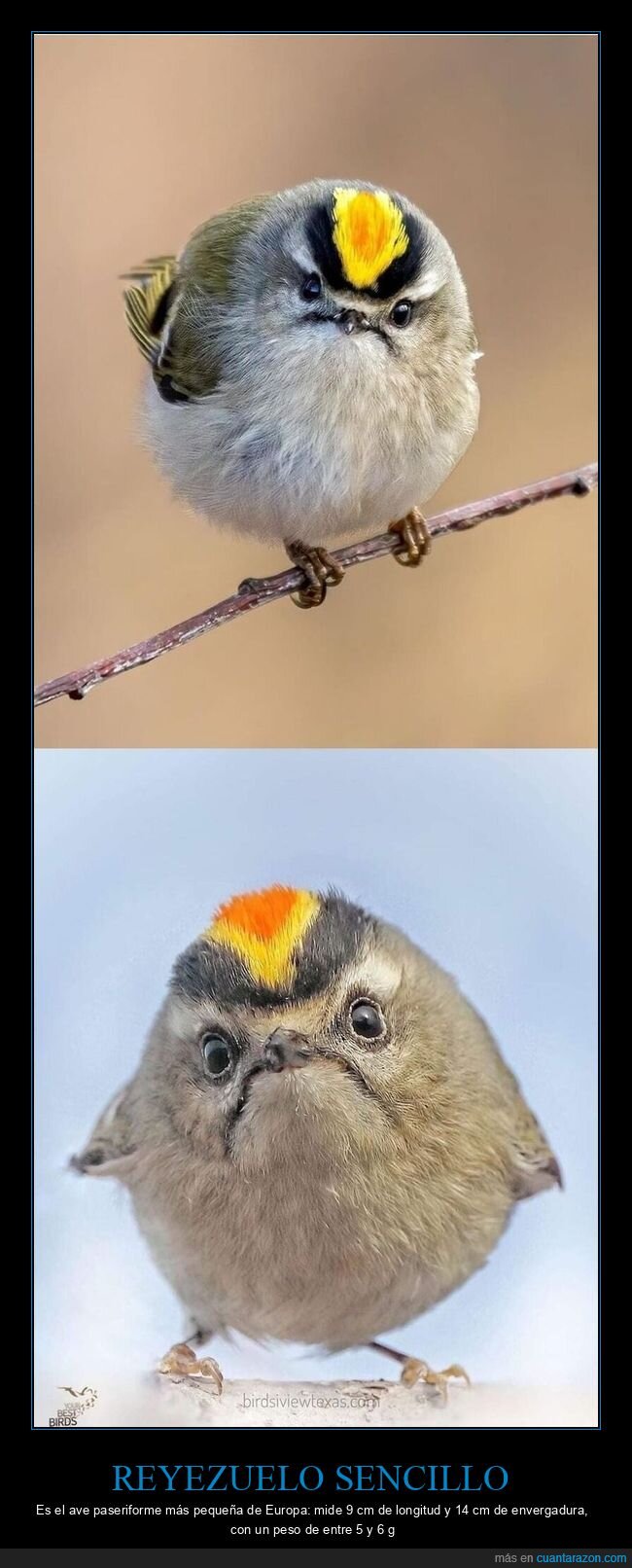 reyezuelo,pajaro,mirada,juicio,naturaleza