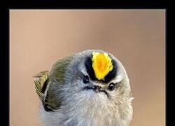 Enlace a El reyezuelo siempre te mira con cara de mala leche