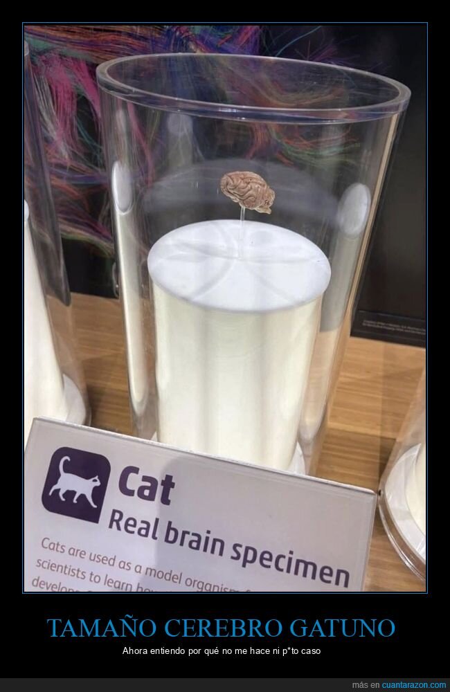 gato,cerebro,neurona,ternura,ciencia