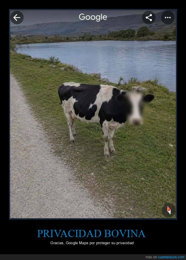 GoogleMaps,vaca,censura,privacidad,StreetView