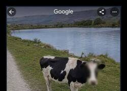 Enlace a A mí me geolocalizan, pero la vaca sale con censura