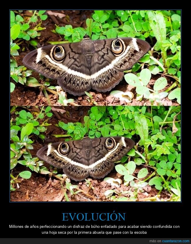 mariposa,naturaleza,belleza,metamorfosis,fotografia