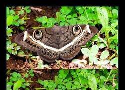 Enlace a Mariposas que te observan