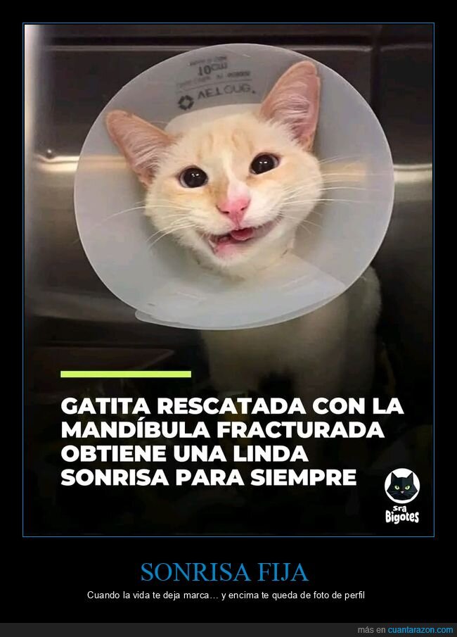gato,sonrisa,rescate,collar,veterinario