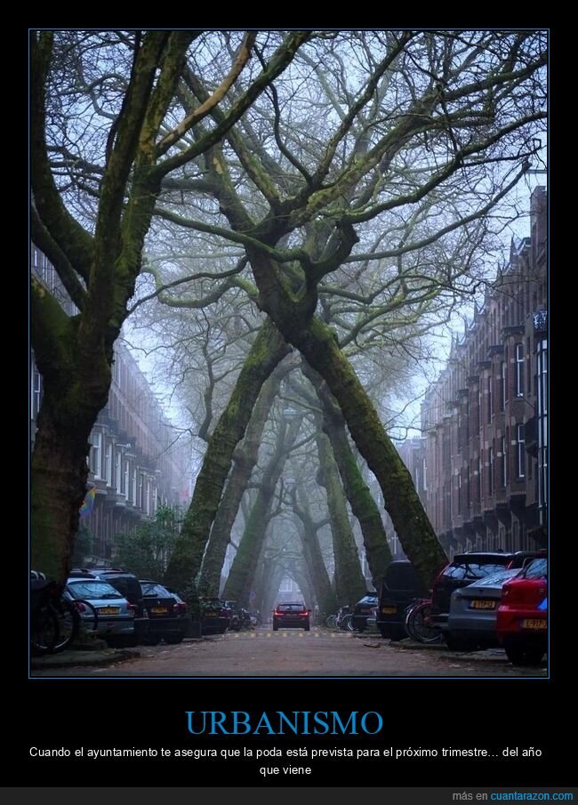 Amsterdam,calle,arboles,urbanismo,niebla