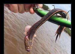 Enlace a Un “monstruo marino” sin ojos y con dientes afilados como cuchillas capturado por un hombre en Australia