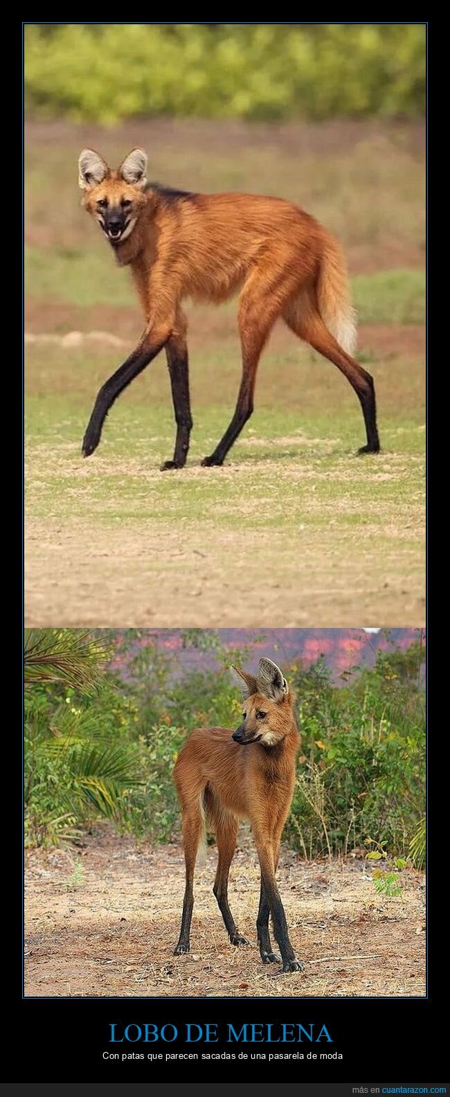 lobo,sabana,piernas,naturaleza,tarde