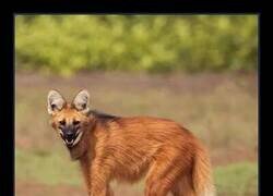 Enlace a El lobo de melena es el cánido más alto de Sudamérica. Sus patas, notablemente largas, le permiten divisar más allá de las altas hierbas de la sabana