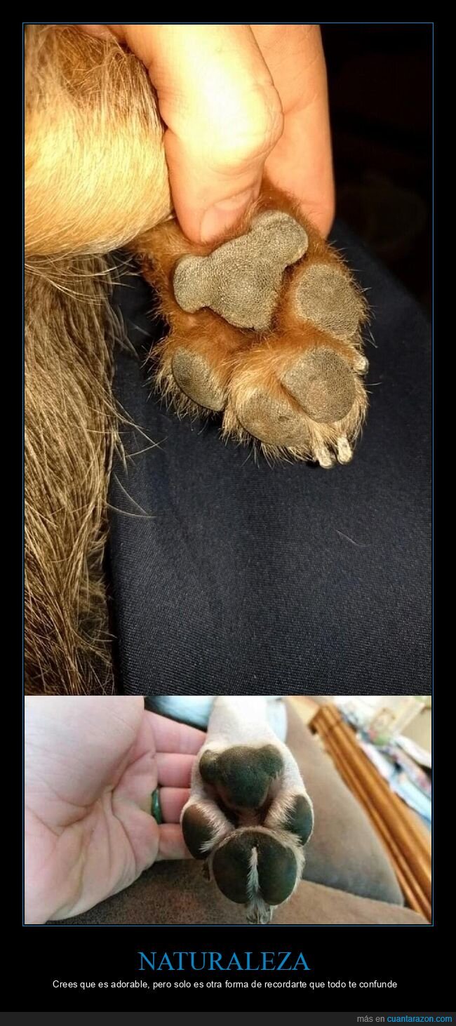 perro,patas,koala,pareidolia,ternura