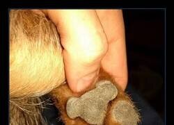 Enlace a Las patas de los perros parecen pequeñas koalas