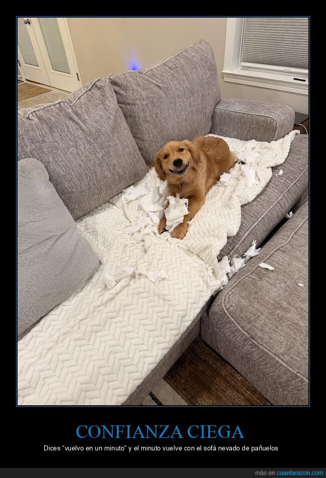 perro,sof&aacute;,destrozo,pa&ntilde;uelos,culpable