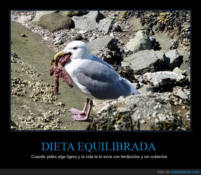 gaviota,estrella,mar,playa,naturaleza