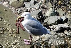 Enlace a Nunca había visto una gaviota con una estrella de mar