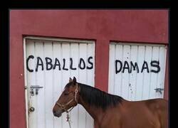 Enlace a Caballos y damas