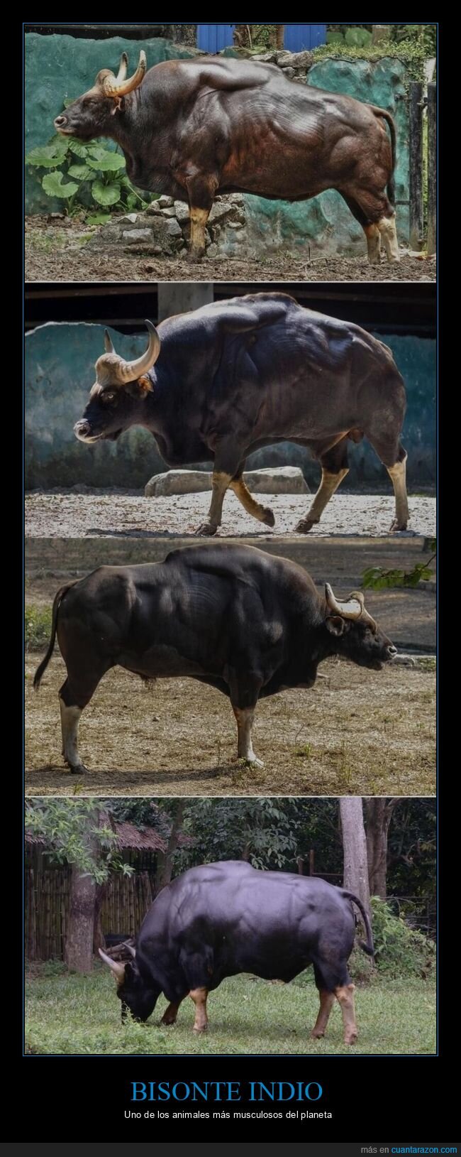 bisonte,m&uacute;sculos,fuerza,naturaleza,trabajo