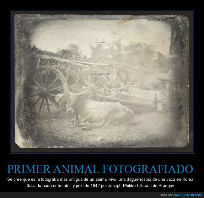 daguerrotipo,vaca,Roma,fotograf&iacute;a,historia