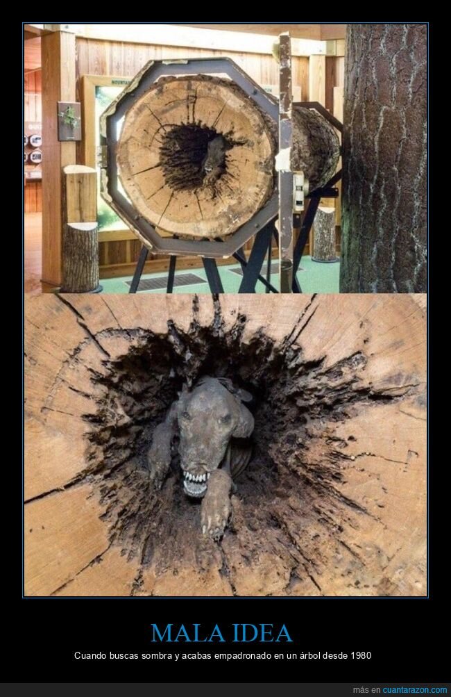 perro,&aacute;rbol,rescate,1980,absurdo