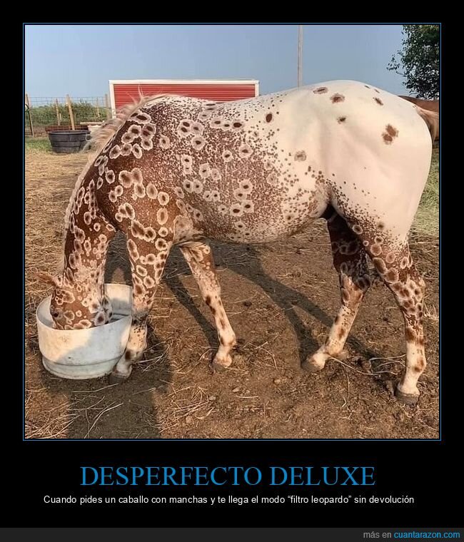 caballo,manchas,leopardo,establo,piel