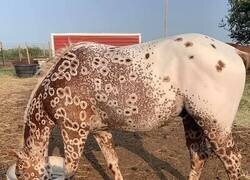 Enlace a Pedí un caballo y me llegó el skin de leopardo