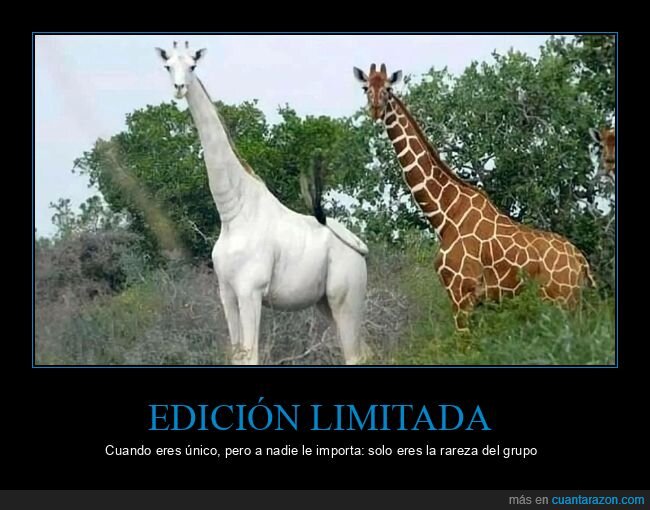 jirafa,albina,Kenia,rareza,naturaleza