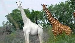 Enlace a Esta es la única jirafa blanca que existe en todo el planeta y se encuentra en Kenia