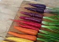 Enlace a Las zanahorias naranjas de hoy en día son porque los agricultores holandeses de los siglos XVI-XVII las criaron selectivamente para que fueran naranjas