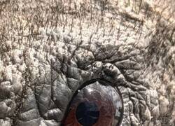 Enlace a  Ojo de un buitre