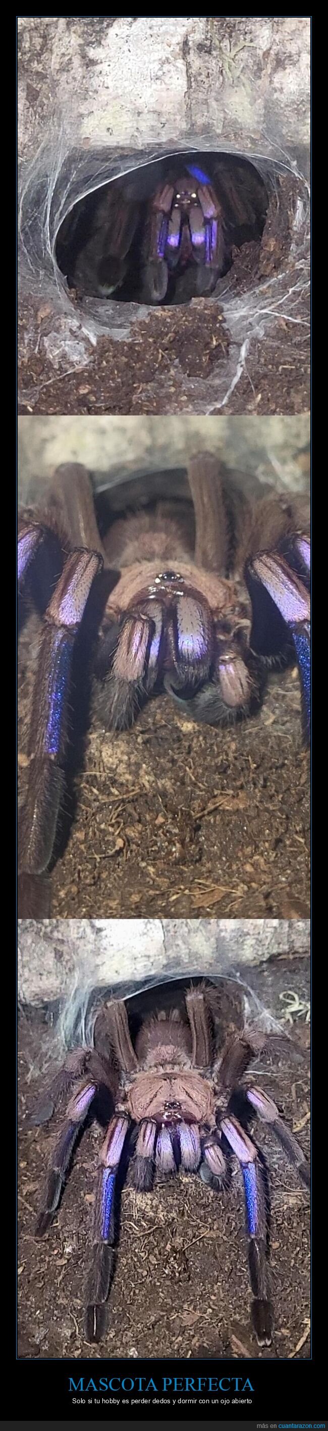 tarantula,mascota,peligro,ara&ntilde;as,azul