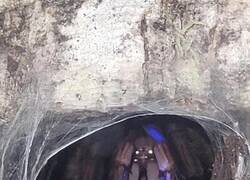 Enlace a Valak, hembra, terrestre, de color azul eléctrico y con rayas en las patas, perteneciente a la especie de los tigres