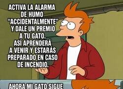 Enlace a Cuando tu plan de seguridad se convierte en entretenimiento gatuno