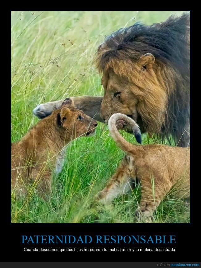 leones,paternidad,naturaleza,familia,sabana
