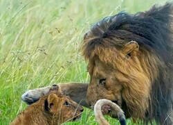 Enlace a Lorkulup, conocido por su carácter amable con su familia, junto a los cachorros de Rongai. Crédito de la imagen: Anette Martinsen IG.