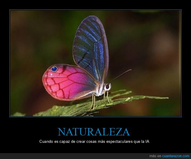 mariposa,fantas&iacute;a,naturaleza,dise&ntilde;o,color
