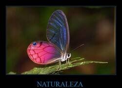Enlace a Las alas transparentes y el resplandor rosado de la mariposa Blushing Phantom hacen que parezca más una obra de arte de fantasía que un insecto real.