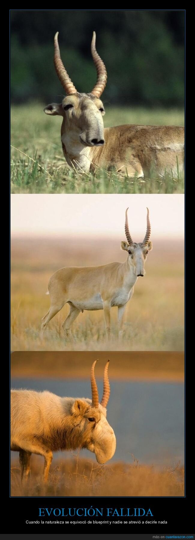 Ant&iacute;lope,Naturaleza,Dise&ntilde;o,Saiga,Absurdo