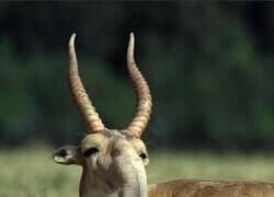 Enlace a La antílope Saiga es originaria de Asia Central (principalmente en Kazajistán y Mongolia) y se caracteriza por su largo y prominente hocico