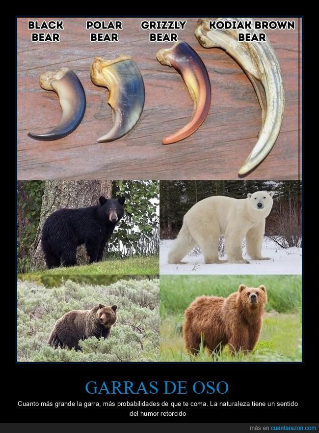 osos,garras,naturaleza,depredadores,comparaci&oacute;n